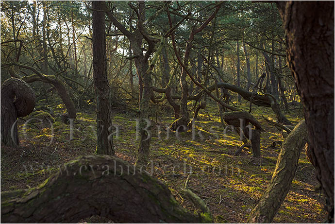 H&auml;xornas skog - foto av Eva Bucksch
